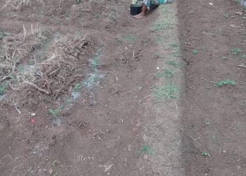 Petani yang tidak mendapat jatah pupuk, meski memiliki kartu tani dan namanya tercantum di RDKK (Rencana Definitif Kebutuhan Kelompok)