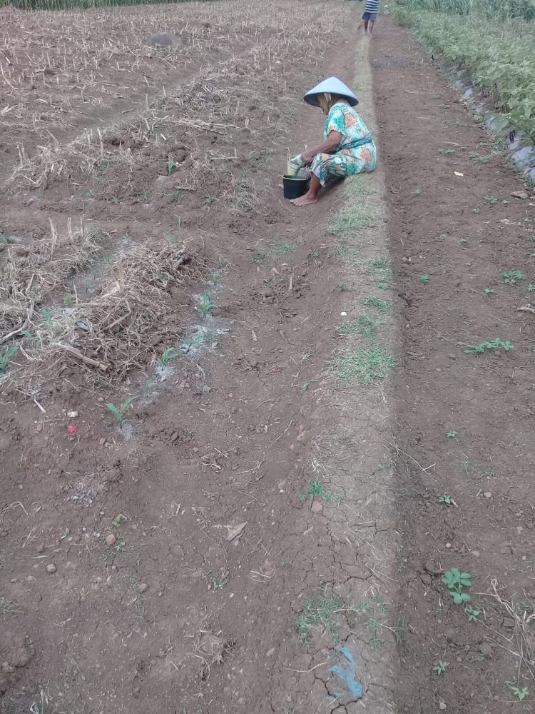 Petani yang tidak mendapat jatah pupuk, meski memiliki kartu tani dan namanya tercantum di RDKK (Rencana Definitif Kebutuhan Kelompok)