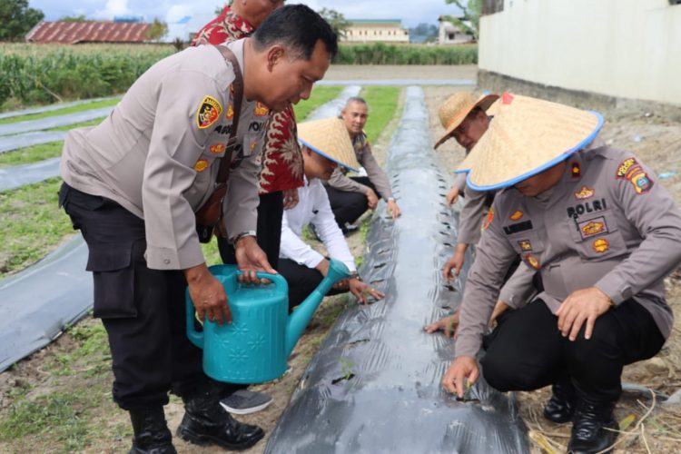 Polres Dairi melaksanakan Penanaman Cabai Merah, Rabu 19-10-2022. pukul 14.00 wib