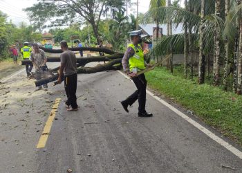Sebatang pohon Tumbang ke badan jalan nasional Lintasan Meulaboh - Tapak Tuan, tepat nya di desa Lamie kecamatan setempat