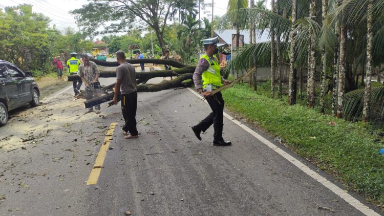 Sebatang pohon Tumbang ke badan jalan nasional Lintasan Meulaboh - Tapak Tuan, tepat nya di desa Lamie kecamatan setempat