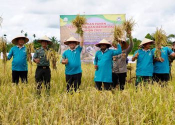 Pj Bupati Aceh Barat Drs. Mahdi Efendi melakukan panen padi penangkaran benih padi unggul tahun 2022, di Gampong Manjeng dan panen raya jagung hibrida di Gampong Pulo teungoh