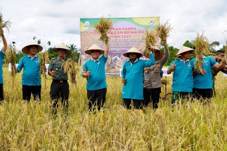 Pj Bupati Aceh Barat Drs. Mahdi Efendi melakukan panen padi penangkaran benih padi unggul tahun 2022, di Gampong Manjeng dan panen raya jagung hibrida di Gampong Pulo teungoh