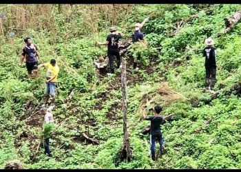 Direktorat (Dit) Narkoba Polda Sumut menemukan ladang ganja seluas delapan hektar dengan tinggi tanaman 1-2 meter di Desa Hutatinggi, Kecamatan Panyabungan Timur Kabupaten Madina, Provinsi Sumatera Utara, Senin (12/12/22). (Foto Dok/ Polda Sumut)