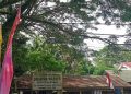 Kondisi pohon yang berada dipinggir jalan lintas Jeuram-Beutong
