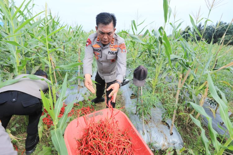 PANEN CABE: Kapolda  Sumut, Irjen Pol Panca Putra Simanjuntak panen perdana cabe di lahan Mapolda Sumut, Rabu (4/1/23). (Foto Dok/ Polda Sumut)
