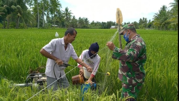 Babinsa Koramil 03/Dwt Kodim 0103/Aut Serda Alkap Riadi bantu Petani melaksanakan kegiatan penyemprotan hama padi milik Warga Binaannya Samsuar di Desa Paloh Lada