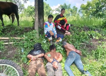 Polres Probolinggo berhasil mengamankan 3 pelaku pencurian sapi