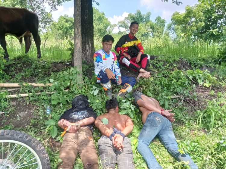 Polres Probolinggo berhasil mengamankan 3 pelaku pencurian sapi
