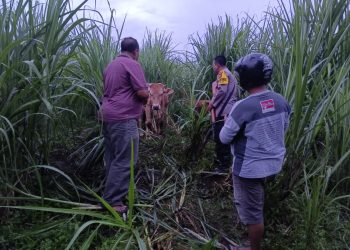 Polsek Mumbulsari bersama warga, berhasil menggagalkan aksi pencurian dua ekor sapi milik Suliha, warga Desa Lampeji, Kecamatan Mumbulsari, Jember