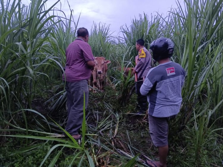 Polsek Mumbulsari bersama warga, berhasil menggagalkan aksi pencurian dua ekor sapi milik Suliha, warga Desa Lampeji, Kecamatan Mumbulsari, Jember