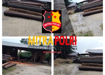 Beberapa somel yang masih beaktifitas secara jelas dan terang-terangan dimana kayu dalam bentuk bulatan dengan bebasnya tersusun rapi di dalam somel dan di olah menjadi papan
