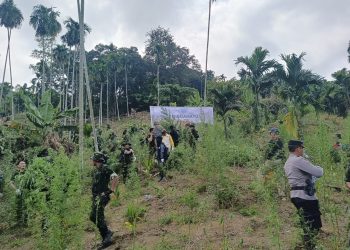 Personel Polres Lhokseumawe bersama Badan Narkotika Nasional (BNN) dan tim gabungan musnahkan ladang ganja seluas 4 hektar di Desa Teupin Reusep, Kecamatan Sawang, Aceh Utara