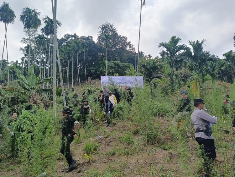 Personel Polres Lhokseumawe bersama Badan Narkotika Nasional (BNN) dan tim gabungan musnahkan ladang ganja seluas 4 hektar di Desa Teupin Reusep, Kecamatan Sawang, Aceh Utara