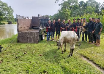 Komite Peralihan Aceh (KPA) Nagan Raya menyumbangkan 2 ekor Sapi untuk para anak syuhada yang tergabung dalam Jaringan Aneuk Syuhada (JASA) Wilayah Nagan Raya