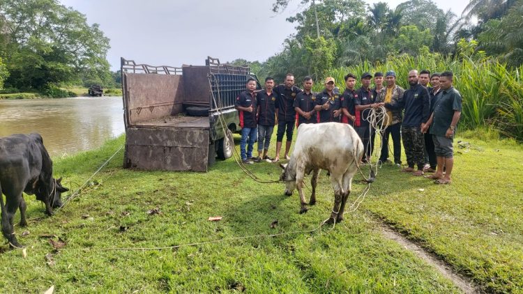 Komite Peralihan Aceh (KPA) Nagan Raya menyumbangkan 2 ekor Sapi untuk para anak syuhada yang tergabung dalam Jaringan Aneuk Syuhada (JASA) Wilayah Nagan Raya