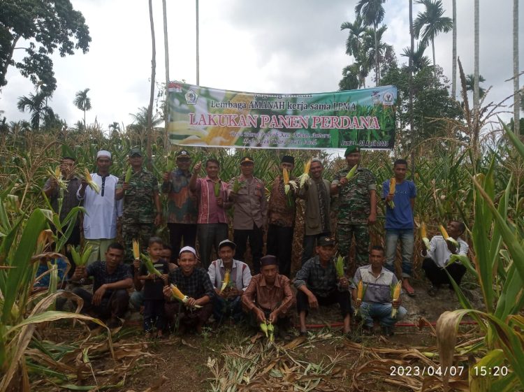Kapolsubsektor Nisam Antara Bersama Muspika Hadiri Panen Jagung Perdana lembaga Amanah dan LPMA di Desa Blang Pohroh Kecamatan Nisam Antara
