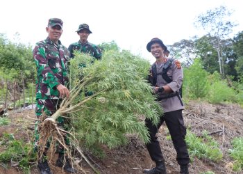 Personel Polres Nagan Raya bersama anggota Korem 012/TU dan tim gabungan memusnahkan ladang ganja seluas kurang Lebih ± 40 hektar di Wilayah Kecamatan Beutong Ateuh Banggalang