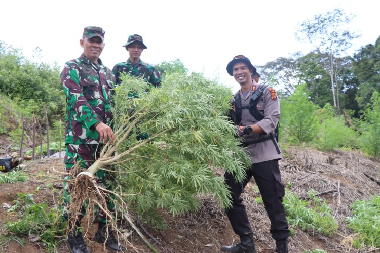 Personel Polres Nagan Raya bersama anggota Korem 012/TU dan tim gabungan memusnahkan ladang ganja seluas kurang Lebih ± 40 hektar di Wilayah Kecamatan Beutong Ateuh Banggalang