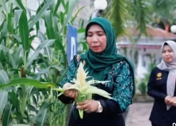 Penjabat Bupati Nagan Raya, Fitriany Farhas menyempatkan diri bercocok tanam Dikomplek Pendopo Bupati setempat dengan memanfaatkan lahan yang ada