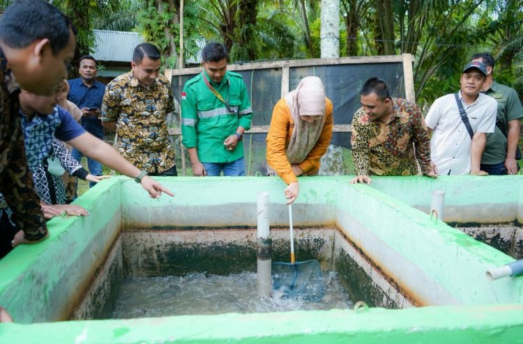 PJ Bupati Nagan Raya Fitriany Farhas menghadiri panen perdana budidaya ikan lele sangkuriang secara parsial di Desa Blang Teungoh, Kecamatan Kuala