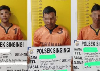 Polsek Singingi berhasil menangkap 3 (tiga) pelaku berinisial RW (25), H (44), dan B (35), Kamis, (04/05/2023) sekitar pukul 10.00 WIB di Desa Kebun Lado, Kecamatan Singingi