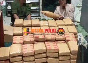 Penyidik juga mengamankan 135 kilogram Ganja yang dikemas dalam bungkusan yang dilakban coklat, 1(satu) unit Mobil Terios dan sejumlah Barang Bukti lainnya.