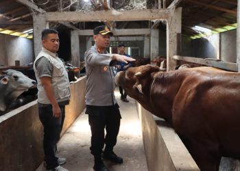 Kapolres Dairi AKBP Wahyudi Rahman, S.H, S.I.K, M.M Tim bersama Satgas Pangan Polres Dairi lakukan pengecekan terhadap hewan ternak Sapi di peternakan milik Bapak Sinulingga yang berlokasi di Jalan Pesantren Kelurahan Sidiangkat Kecamatan Sidikalang