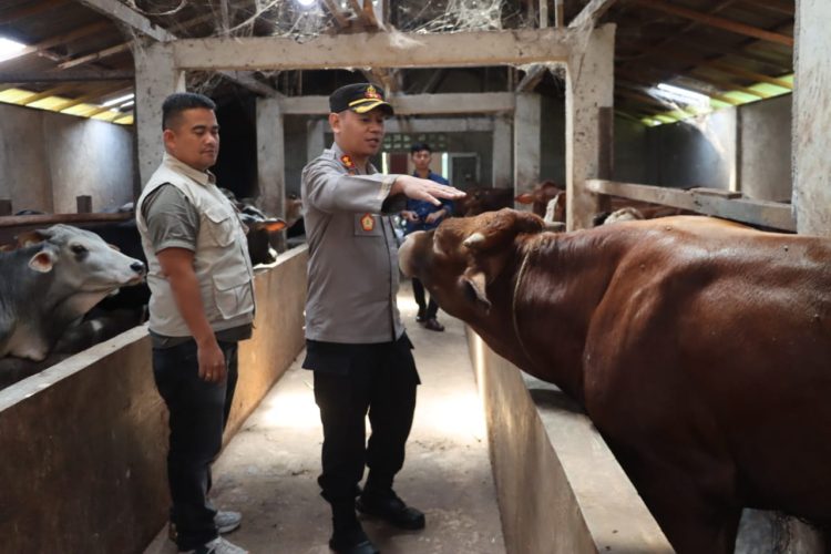 Kapolres Dairi AKBP Wahyudi Rahman, S.H, S.I.K, M.M Tim bersama Satgas Pangan Polres Dairi lakukan pengecekan terhadap hewan ternak Sapi di peternakan milik Bapak Sinulingga yang berlokasi di Jalan Pesantren Kelurahan Sidiangkat Kecamatan Sidikalang