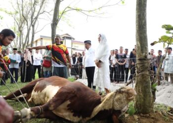 Kapolda Sumut, Irjen Pol RZ Panca Putra Simanjuntak menyaksikan penyembelihan kurban pada perayaan Idul Adha 1444 H di Mapolda Sumut, Kamis (29/6/2023). (Foto Dok/ Polda Sumut)