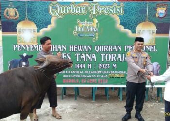 Polres Tana Toraja menggelar kegiatan Qurban dengan menyediakan 3 ekor sapi di hari raya Idul Adha 1444 Hijiriah 2023 Masehi, yang rencananya akan dibagikan kepada 115 warga kurang mampu, Kamis 29/6/2023.