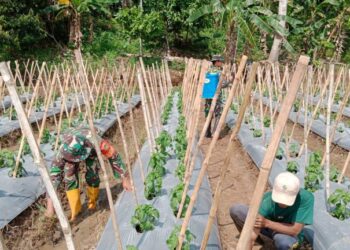 Prajurut Koramil 421-05/PDC jajaran Kodim 0421/Ls Serda Juremi dan Praka Elok Riski bersama laksanakan program pemerintah kegiatan pendampingan ketahanan pangan (Hanpang) di Dusun taman Asri Desa Ceringin Asri Kecamatan Way Ratai Kabupaten Pesawaran, Kamis (13/07/2023).