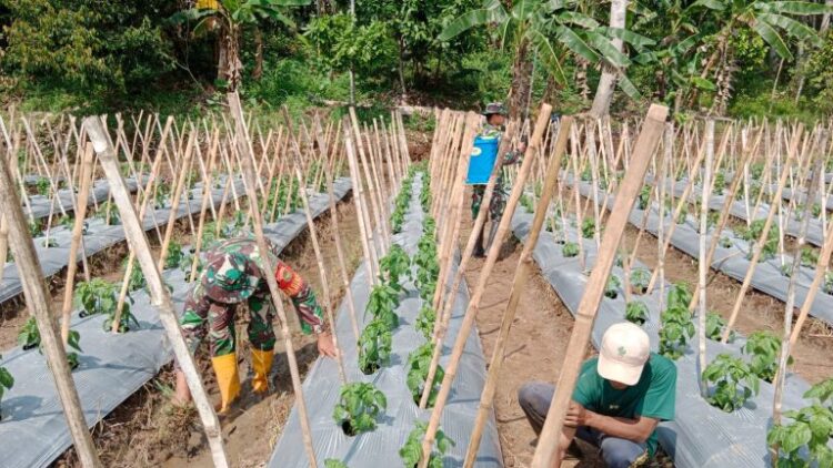 Prajurut Koramil 421-05/PDC jajaran Kodim 0421/Ls Serda Juremi dan Praka Elok Riski bersama laksanakan program pemerintah kegiatan pendampingan ketahanan pangan (Hanpang) di Dusun taman Asri Desa Ceringin Asri Kecamatan Way Ratai Kabupaten Pesawaran, Kamis (13/07/2023).