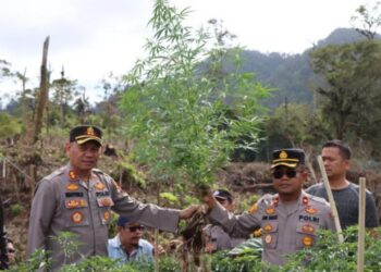 Polres Tanah Karo menemukan narkotika jenis ganja yang masih berupa pohon yang ditanam oleh pelaku di kawasan hutan perbatasan Kabupaten Karo dengan Kabupaten Langkat