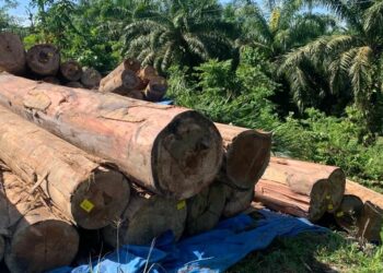 Diduga telah terjadi penebangan hutan secara besar-besaran di hutan berstatus areal penggunaan lain (APL) seluas 500 hektare.