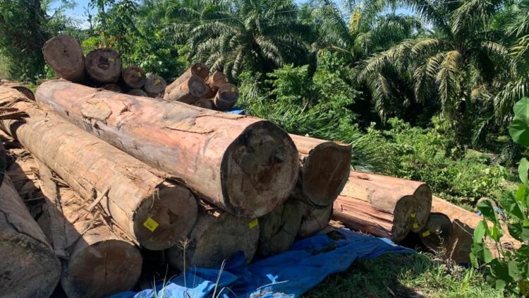 Diduga telah terjadi penebangan hutan secara besar-besaran di hutan berstatus areal penggunaan lain (APL) seluas 500 hektare.