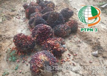 Tumpukan Tandan Buah Sawit (TBS) dan juga Brodolan yang ditelantarkan hingga membusuk di areal Afdeling 7 kebun PTPN 3 Aek Torop, Kecamatan Torgamba, Kabupaten Labuhanbatu Selatan (foto : Dok/Mitrapolri.com)