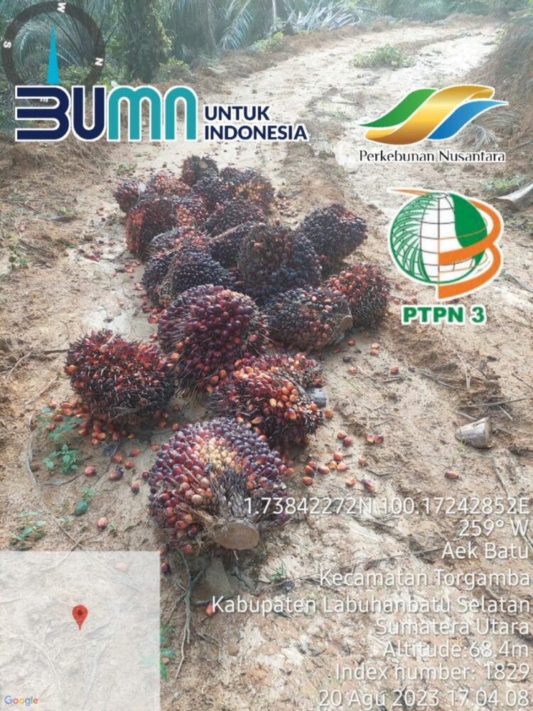 Tumpukan Tandan Buah Sawit (TBS) dan juga Brodolan yang ditelantarkan hingga membusuk di areal Afdeling 7 kebun PTPN 3 Aek Torop, Kecamatan Torgamba, Kabupaten Labuhanbatu Selatan (foto : Dok/Mitrapolri.com)