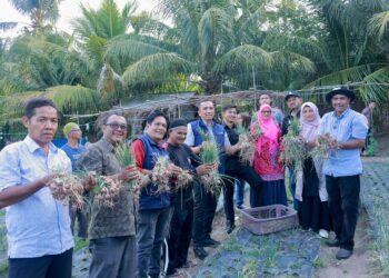 Bersama petani dan didampingi Dinas Pertanian dan Pangan, Pj Wali Kota Sabang Reza Fahlevi memanen bawang merah di salah satu lahan milik petani yaitu Bukhari, yang berlokasi di Beurawang Jaboi, Kamis (14/9/23).