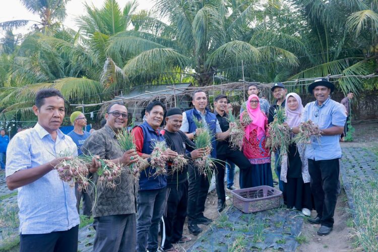 Bersama petani dan didampingi Dinas Pertanian dan Pangan, Pj Wali Kota Sabang Reza Fahlevi memanen bawang merah di salah satu lahan milik petani yaitu Bukhari, yang berlokasi di Beurawang Jaboi, Kamis (14/9/23).