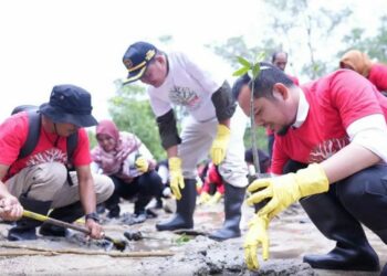 Badan Pembinaan Ideologi Pancasila (BPIP) bersama Pemerintah Kota Sabang melakukan penanaman bibit pohon mangrove.