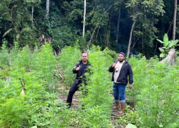 Satresnarkoba Polres Nagan Raya Aceh berhasil menemukan Ladang Ganja seluas 4 Hektar di Desa Blang Meurandeh Kecamatan Beutong Ateuh Banggalang