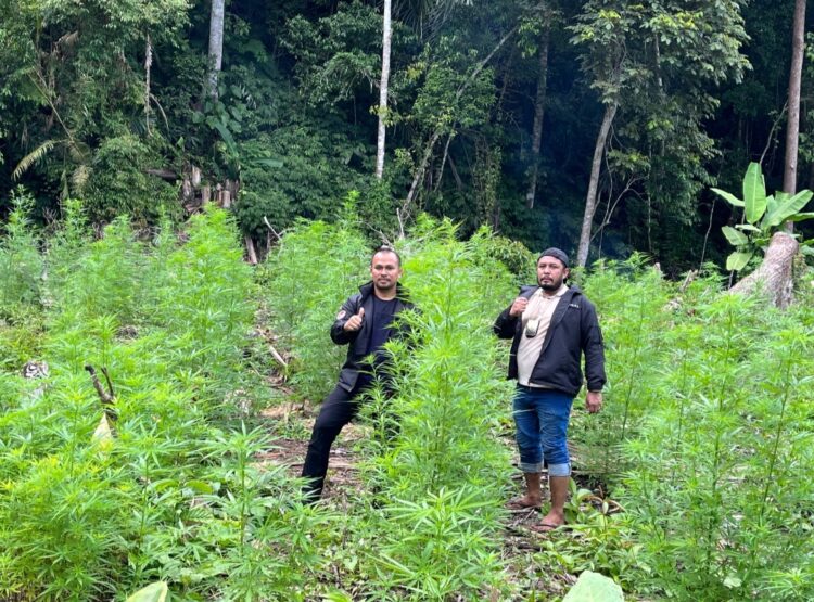 Satresnarkoba Polres Nagan Raya Aceh berhasil menemukan Ladang Ganja seluas 4 Hektar di Desa Blang Meurandeh Kecamatan Beutong Ateuh Banggalang
