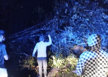 Personil Sat Samapta Polres Dairi dibawah pimpinan Kasat Samapta Polres Dairi lalukan Pembersihan Pohon Tumbang yang melintang di Jalan Lae Pondom Kecamatan Sumbul Kabupaten Dairi. Rabu Malam 11-10-2023.