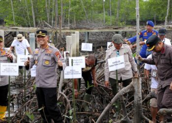 Polda Sumut bersama Pemprov beserta stakeholder terkait menanam 10.000 bibit pohon magrove di Desa Lubuk kertang, Kecamatan Brandan Barat, Kabupaten Langkat, Kamis (12/10/23).