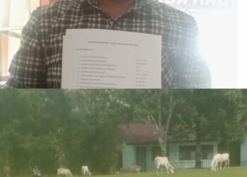 Rikardo Nainggolan Sekretaris JPKP Simalungun dan kondisi SMP Negeri 3 tanah Jawa yang saat ini dipimpin oleh Pahlawati Rumondang Tampubolon. Dimana di areal sekolah masih berkeliaran puluhan ternak lembu yang dinilai mampu mengganggu ketertiban jalannya proses pendidikan (foto : Dok/RN)