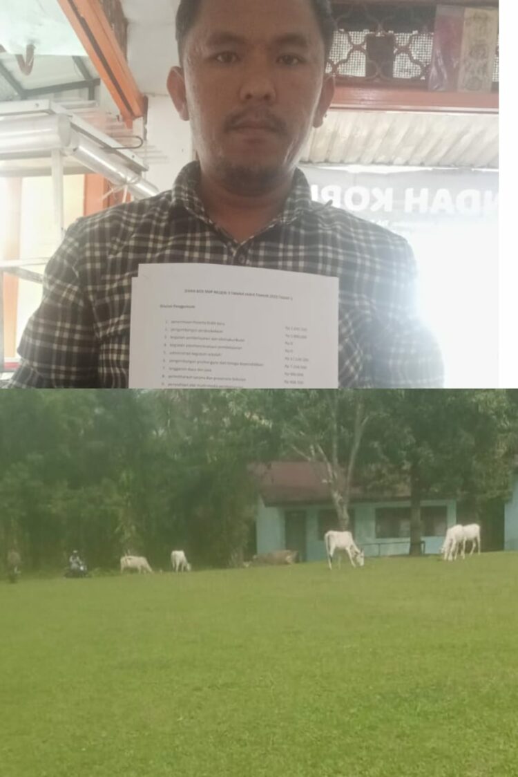 Rikardo Nainggolan Sekretaris JPKP Simalungun dan kondisi SMP Negeri 3 tanah Jawa yang saat ini dipimpin oleh Pahlawati Rumondang Tampubolon. Dimana di areal sekolah masih berkeliaran puluhan ternak lembu yang dinilai mampu mengganggu ketertiban jalannya proses pendidikan (foto : Dok/RN)