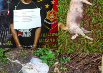 Identitas pelaku an. Abu Bakar Siregar alias Yoyon, Lk, 36 Tahun, Islam, Mocok-mocok, Alamat : Dusun Bangun Sari Inpres Desa Tanjung Siram Kec. Bilah Hulu Kab. Labuhanbatu.