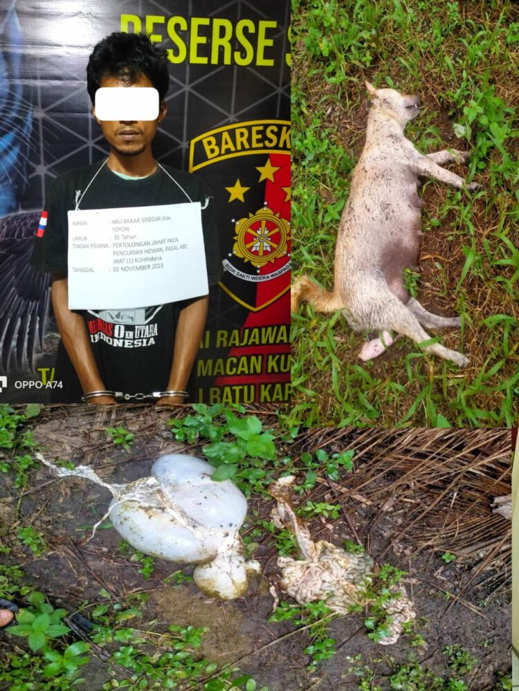 Identitas pelaku an. Abu Bakar Siregar alias Yoyon, Lk, 36 Tahun, Islam, Mocok-mocok, Alamat : Dusun Bangun Sari Inpres Desa Tanjung Siram Kec. Bilah Hulu Kab. Labuhanbatu.