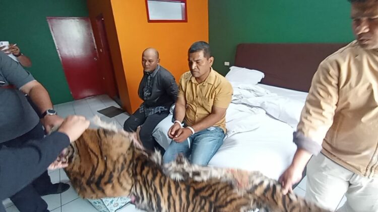 DITANGKAP: Dua pelaku penjual kulit harimau, MS dan DS ditangkap personel Polda Sumut. (Foto Dok/ Polda Sumut)